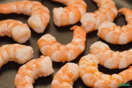 PROCURO CRIADORES DE CAMARÃO Imagem PROCURO CRIADORES DE CAMARÃO