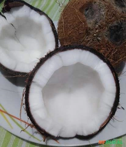 Coco seco praia Imagem Coco seco praia