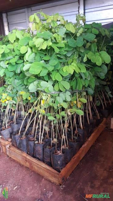 Mudas de cercas vivas, sanção do campo Imagem Mudas de cercas vivas, sanção do campo