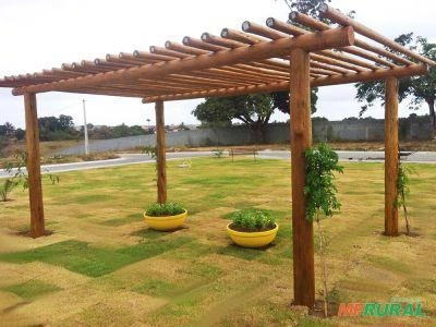 Imagem Eucaliptos tratados Imagem Eucaliptos tratados