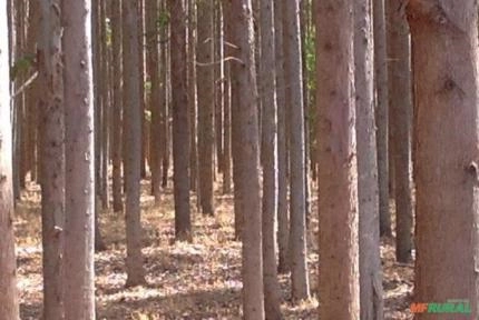 VENDA DE EUCALIPTO Imagem VENDA DE EUCALIPTO