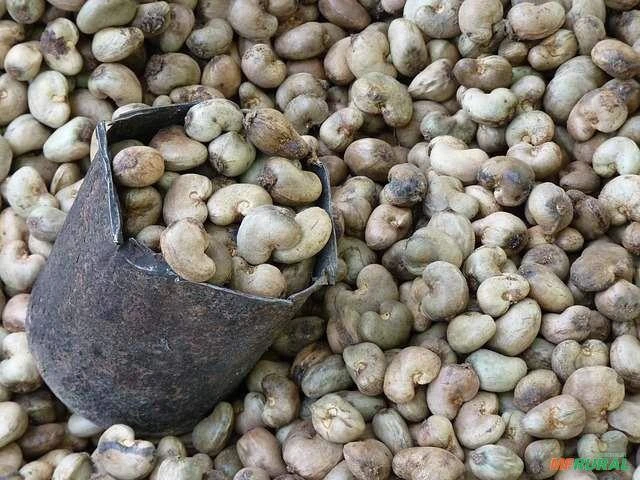 Compro castanhas de Cajú in Natura para exportação