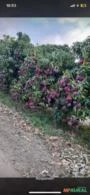 Comercial de frutas manga uva, acerola maracujá em grande quantidade