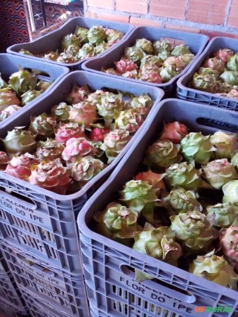 Pitaya Imagem Pitaya