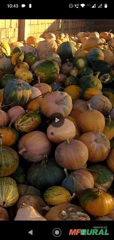 Abóboras naturais de várias espécies Imagem Abóboras naturais de várias espécies