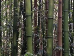 Bambu Comercial : Varas