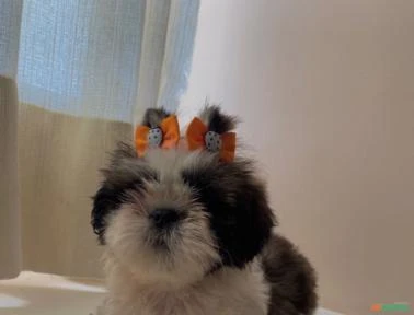 Vendo lindos shihtzu