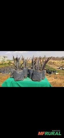 Palmeira bismarck Imagem Palmeira bismarck