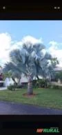 Palmeira bismarck
