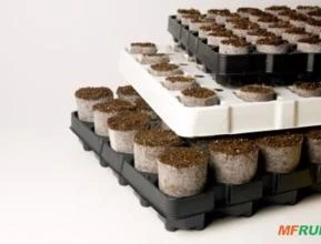 Mudas de Café em tubetes biodegradáveis