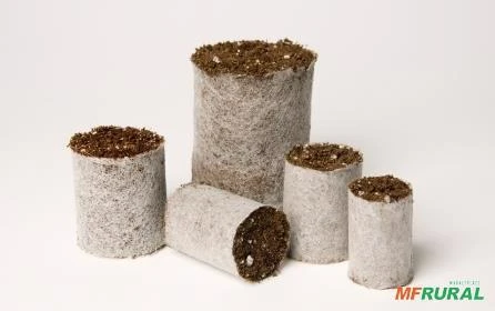 Mudas de Eucalipto em potes biodegradaveis