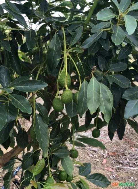 Imagem Abacate Imagem Abacate