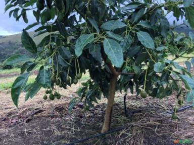 Imagem Abacate Imagem Abacate