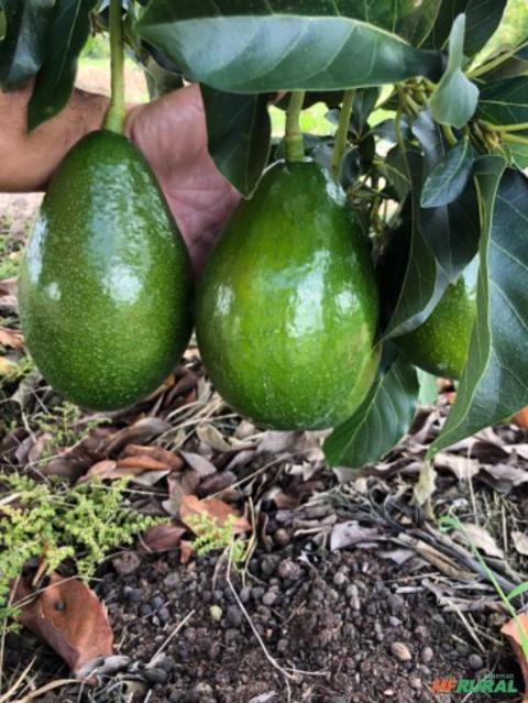 Abacate Imagem Abacate