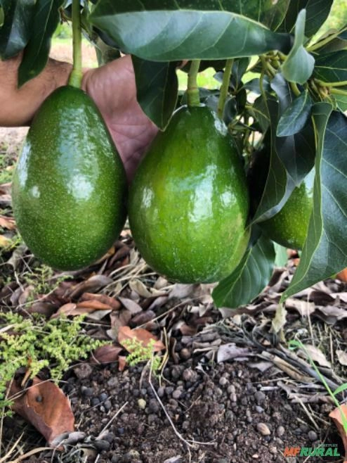 Abacate Imagem Abacate