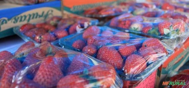 Venda Direta de Morangos - Atendemos o ano todo Imagem Venda Direta de Morangos - Atendemos o ano todo