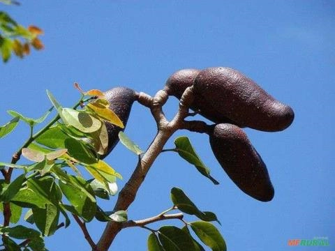 Mudas de Jatobá - Hymenaea courbaril Imagem Mudas de Jatobá - Hymenaea courbaril