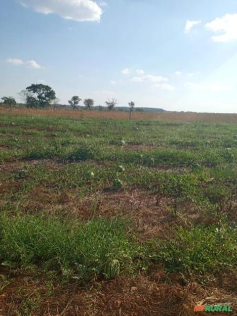 Venda Melancia Crimson Sweet Imagem Venda Melancia Crimson Sweet