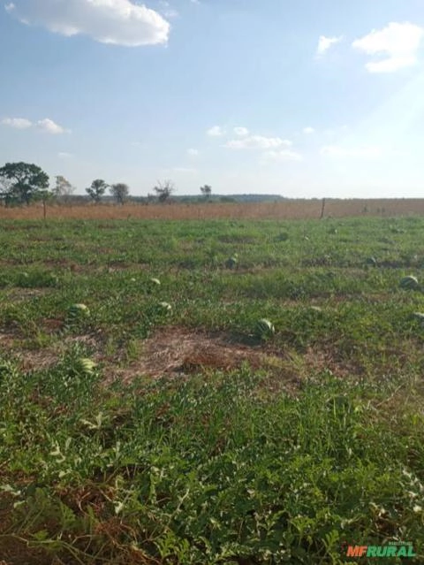 Imagem Venda Melancia Crimson Sweet Imagem Venda Melancia Crimson Sweet