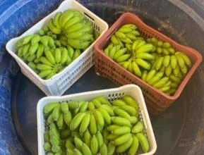 Venda Banana Maranhão