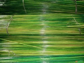 Estacas - Tutor de Bambu Revestidas e Pintadas  plantas (100-CM x 009mm)