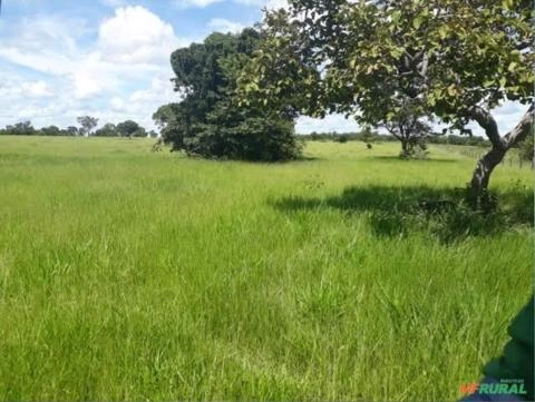 Procuro área para arrendamento para criação de gado Imagem Procuro área para arrendamento para criação de gado