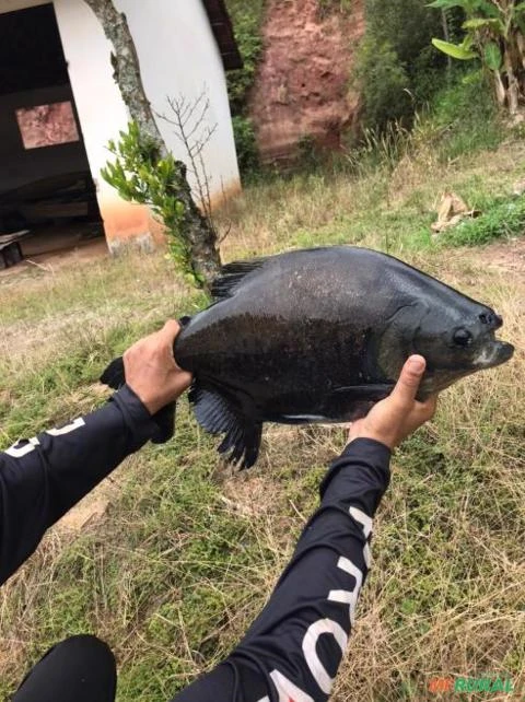 Tambaqui de ótima qualidade