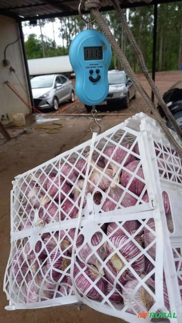 Imagem Alho Argentino Brazil e Egito Imagem Alho Argentino Brazil e Egito