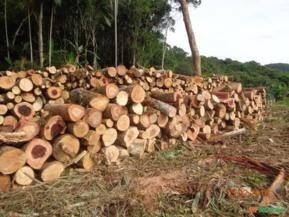 Extração de madeira