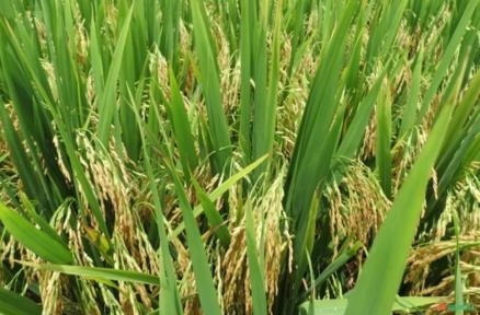 Imagem Compro Arroz Imagem Compro Arroz