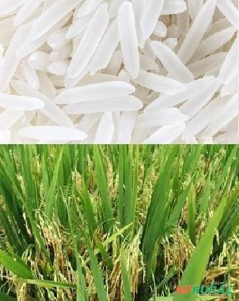 Compro Arroz Imagem Compro Arroz