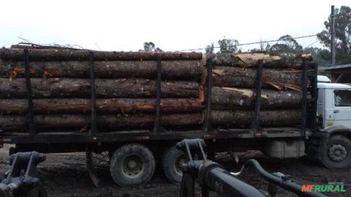 Compro Toras de Araucaria Imagem Compro Toras de Araucaria