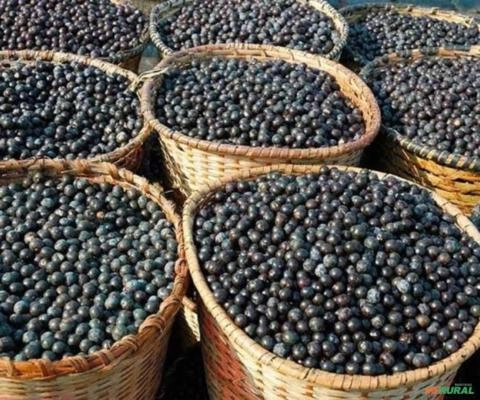 Açaí Puro Imagem Açaí Puro