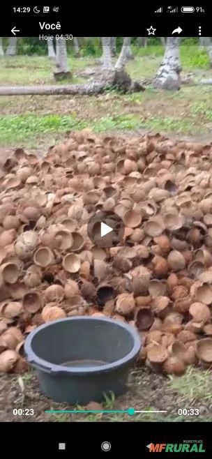 Compro casca de coco quenga