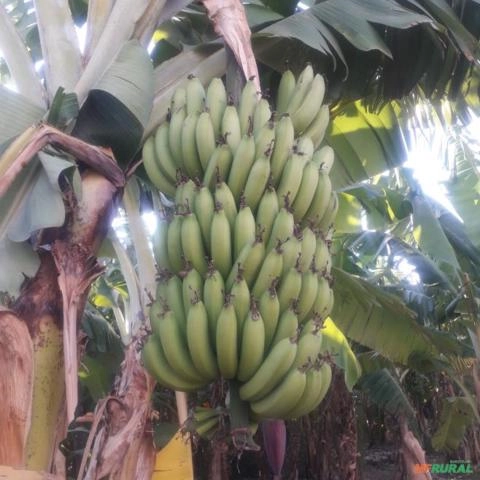 Banana Nanica Imagem Banana Nanica