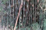 Doa-se Moita de Bambu Natural