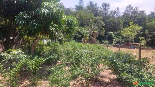 pimentas bode e malagueta Imagem pimentas bode e malagueta