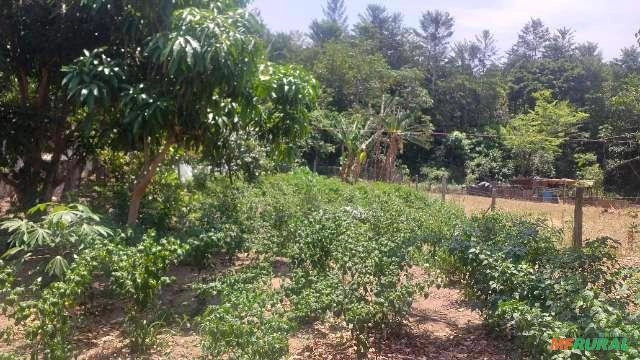 pimentas bode e malagueta Imagem pimentas bode e malagueta