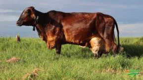 OFERTA DE VACAS EM LACTAÇÃO - GIROLANDO E HOLANDÊS