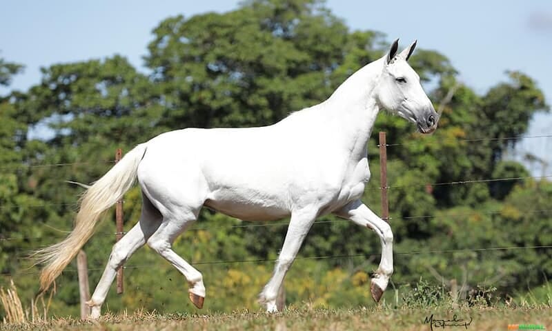 Venda de Mangalarga Marchador em Potirendaba SP à venda. Compre 366540