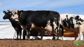 VENDA DE VACAS GIROLANDO EM LACTAÇÃO, E VACAS E NOVILHAS GIROLANDO PRENHEZ