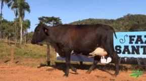 VENDA DE GADO GIROLANDO - VACAS EM LACTAÇÃO, PRENHAS, INSEMINADAS.