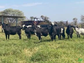 Venda de Vacas Girolando em Lactação, Novilhas Prenhez e Bezerras