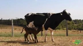 VENDA DE GADO GIROLANDO - VACAS, NOVILHAS E BEZERRAS.