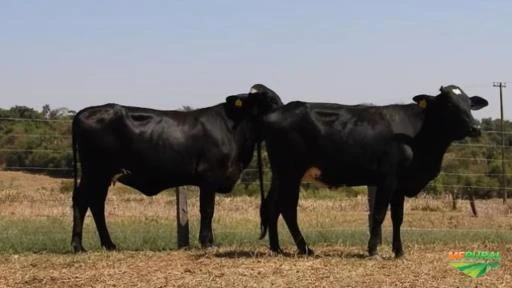 VENDA DE GADO GIROLANDO - VACAS, NOVILHAS E BEZERRAS.