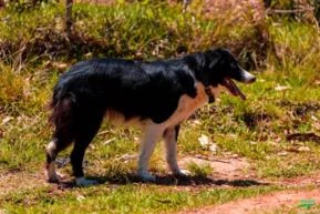 VENDA DE CÃES BORDER COLLIE DE PASTOREIO