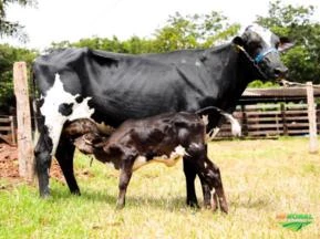 VENDA DE GADO GIROLANDO VACAS EM LACTAÇÃO, NOVILHAS PRENHEZ, NOVILHAS E BEZERRAS, EMBRIÕES