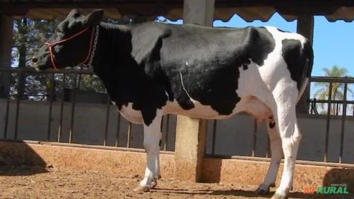 VENDA DE GADO GIROLANDO - VACAS EM LACTAÇÃO, RECÊM PARIDAS E PRENHAS.