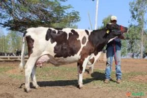 VENDA DE GADO GIROLANDO