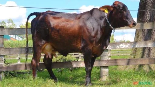 VENDA DE NOVILHAS GIROLANDO RECÉM PARIDAS E AMOJANDO